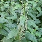 Urtica dioica Alkat (teljes növény)