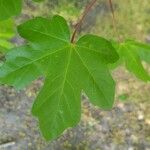 Acer campestre पत्ता