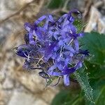 Phyteuma sieberi Flor