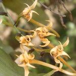 Cyrtorchis monteiroae Flor