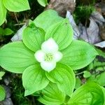 Cornus canadensisFlor