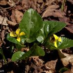 Viola rotundifolia 整株植物