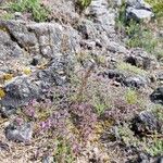 Thymus dolomiticus Habitatea