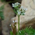 Scandix pecten-veneris Λουλούδι
