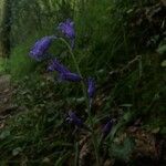 Hyacinthoides non-scriptaFloare