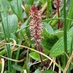 Salix reticulataFlor