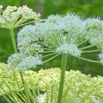 Angelica sylvestrisFlower