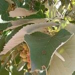 Tilia tomentosa 葉