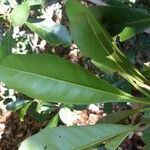 Elaeocarpus leratii