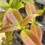 Trachelospermum jasminoides Blad