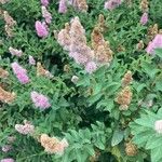 Spiraea salicifolia Leaf