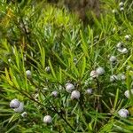 Austromyrtus tenuifolia Elinympäristö