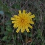 Leontodon tuberosus Flower