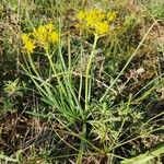 Bulbine abyssinica Folha