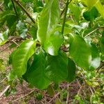 Pisonia aculeata पत्ता