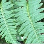 Polypodium interjectum ഇല