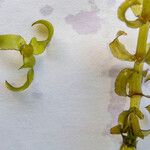 Elodea nuttallii Hoja