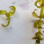 Elodea nuttallii Blad