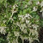 Pieris japonica ᱛᱟᱦᱮᱸ