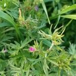 Geranium dissectumBlomma