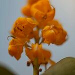 Senna alata Flor
