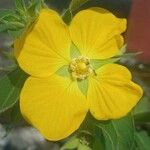 Ludwigia peruviana Çiçek