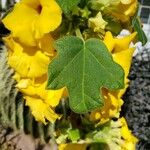 Uncarina peltata Leaf