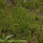 Isolepis fluitans Habitus