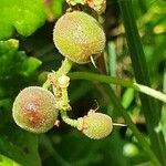 Cyphostemma cyphopetalum Frukto