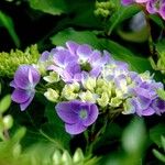 Hydrangea spp. Habitus