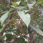 Sanchezia nobilis Folha