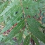 Rhus glabra Hoja