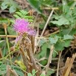 Mimosa quadrivalvis Flower