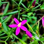 Centaurium cachanlahuen Blüte