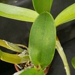 Cattleya labiata পাতা