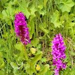 Dactylorhiza majalisBlomst