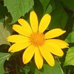 Tithonia diversifolia Flower