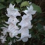 Mackaya bella 花