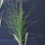 Panicum rudgei Máis
