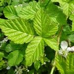 Rubus nemorosus Leaf