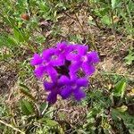 Verbena aristigera Flower