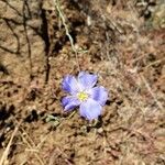 Linum lewisii Flower