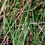 Carex microglochin ശീലം