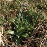 Primula laurentiana Habit