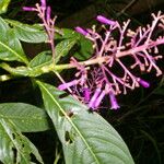 Palicourea angustifolia 花