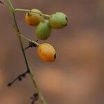 Sorindeia juglandifolia Frukto