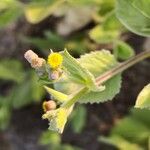 Blumea lacera Flower