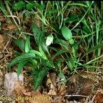 Viola pumila অভ্যাস