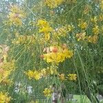 Parkinsonia aculeata花