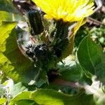 Sonchus oleraceus Flower